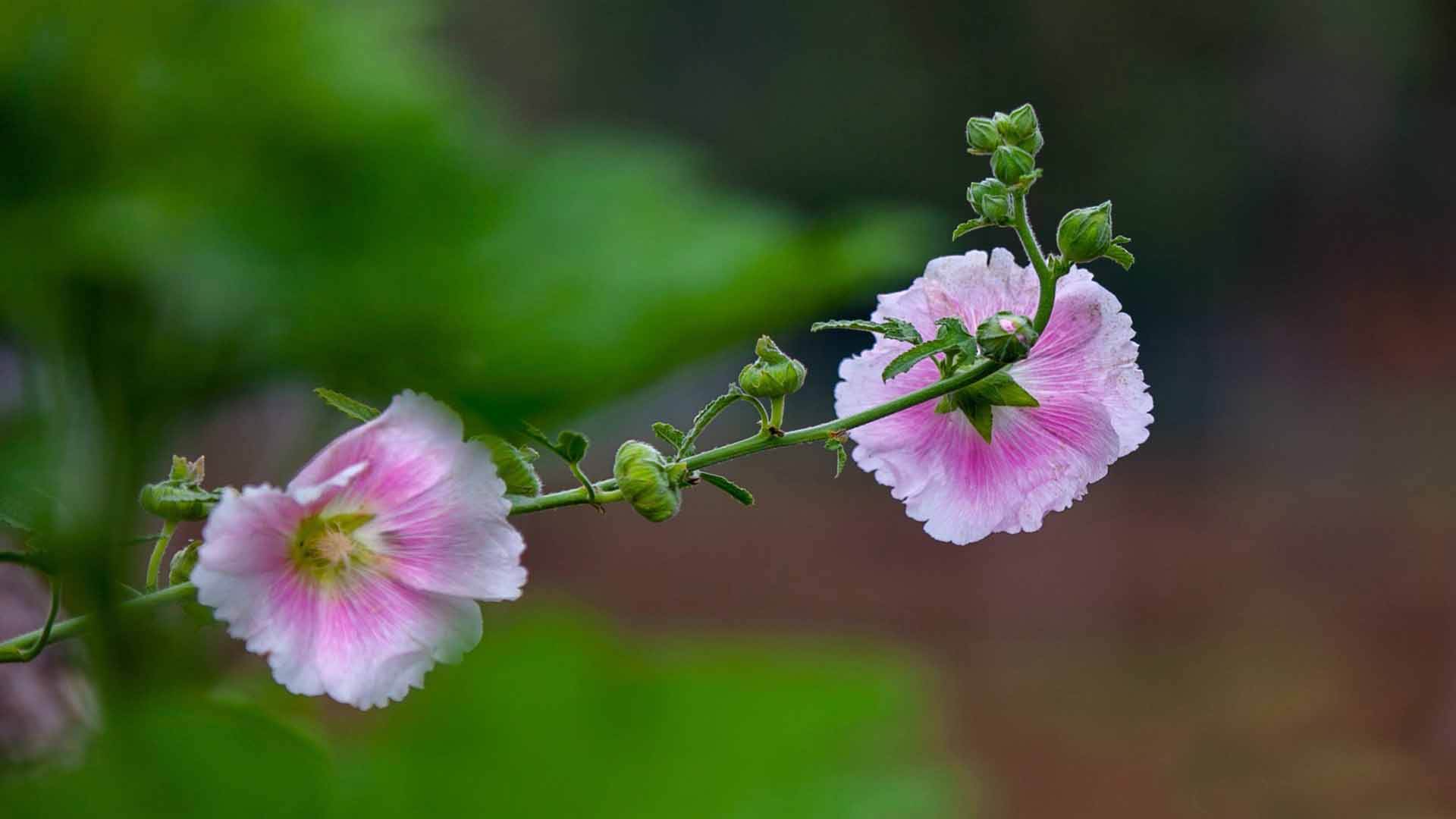 期刊论文的审稿意见要怎么写?